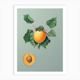 Vintage German Apricot Botanical Art on Mint Green n.0208 Art Print