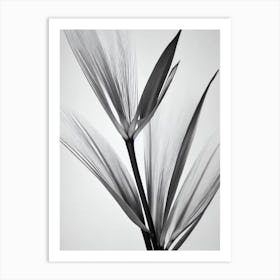 Bird Of Paradise B&W Pencil 5 Flower Art Print