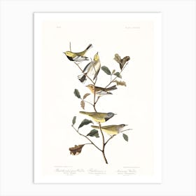 John James Audubon Black Throated Green Warbler Art Print