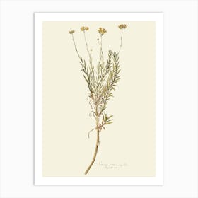 Sage flowers 2 Art Print