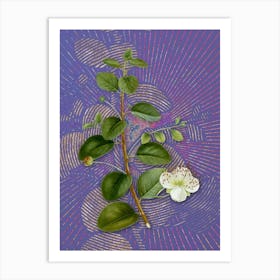 Vintage Caper Plant Botanical Illustration on Veri Peri Art Print