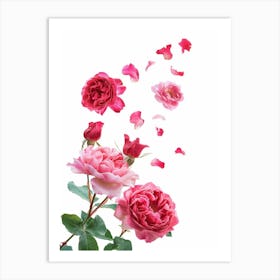 English Roses Painting Rose Petals 4 Art Print