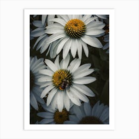 Bee On Daisy Art Print
