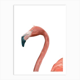 Flamingo Art Print