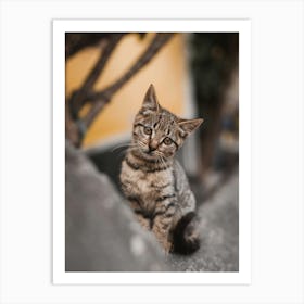 Curious Kitten Cute Cat On The Wall Art Print