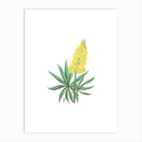 Vintage Yellow Perennial Lupine Botanical Illustration on Pure White n.0662 Art Print