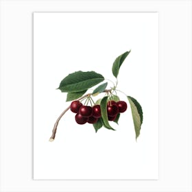 Vintage Cherry Botanical Illustration on Pure White n.0929 Art Print