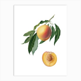 Vintage Peach Botanical Illustration on Pure White 3 Art Print