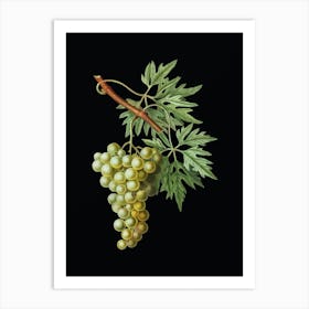 Vintage Grape Vine Botanical Illustration on Solid Black n.0524 Art Print