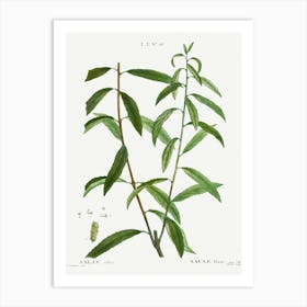 White Willow, Pierre Joseph Redoute Art Print