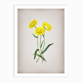 Vintage Helichrysum Flower Branch Botanical on Parchment n.0308 Art Print