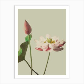 Lotus Flower 8 Art Print