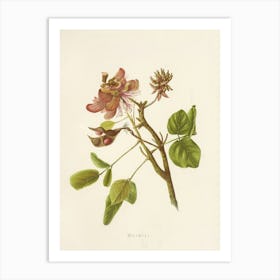 Eucalyptus 1 Art Print