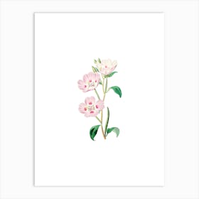 Vintage Pink Oenothera Flower Botanical Illustration on Pure White n.0551 Art Print
