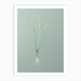 Vintage Lachenalia Pallida Botanical Art on Mint Green Art Print