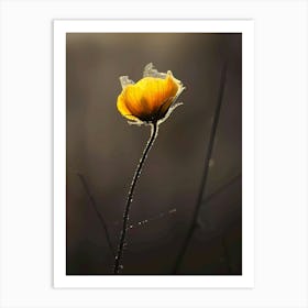 Single Yellow Poppy Art Print