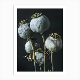 Opium Poppy Art Print