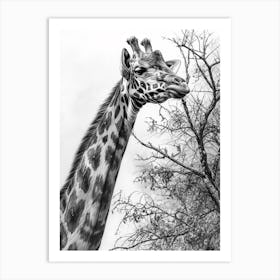 Giraffe With Head In The Branches Pencil Drawing 6 Art Print