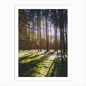 Forest In The Sun Art Print