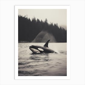 Black & White Realistic Photography Of Orca Whale Spraying Water Art Print