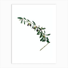 Vintage Olives Botanical Illustration on Pure White n.0168 Art Print