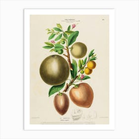 Oranges And Grapefruits Art Print