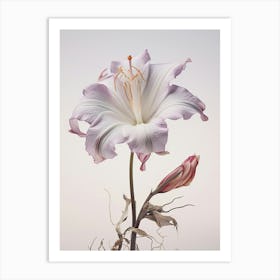 Pressed Flower Botanical Art Lily 1 Art Print