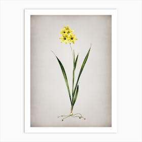 Vintage Ixia Fusco Citrina Botanical on Parchment n.0765 Art Print