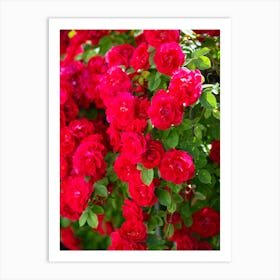 Red Roses 1 Art Print