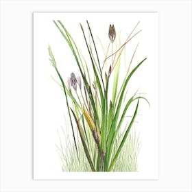 Scouring Rush Wildflower Watercolour 2 Art Print