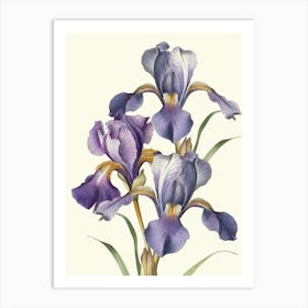 Iris Art Art Print