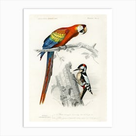 Different Types Of Birds, Charles Dessalines D'Orbigny 1 Art Print