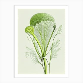 Fennel Herb Pencil Colour Art Print