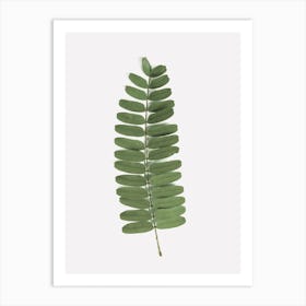 Green Leaf Plant Art Print