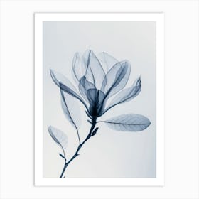 Magnolia Art Print