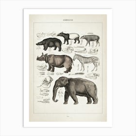 Vintage Oken 1 Schweine Art Print