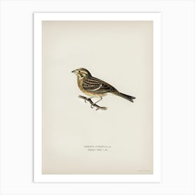 Yellowhammer (Emberiza Citrinella), The Von Wright Brothers Art Print