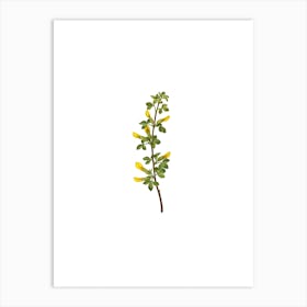 Vintage Common Cytisus Botanical Illustration on Pure White n.0616 Art Print