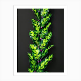 Green Plant On Black Background 1 Art Print