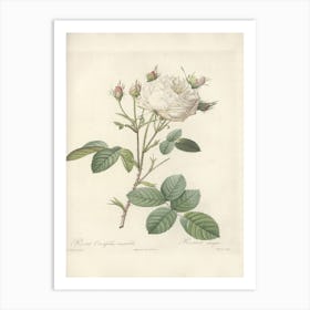 Rose Illustration, Pierre Joseph Redoute (31) Art Print