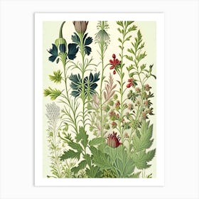 Wall Rue Wildflower Vintage Botanical Art Print