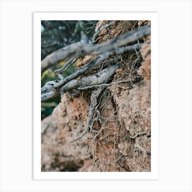 Roots in the Ground // Ibiza Nature Photography Art Print