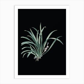Vintage Sansevieria Carnea Botanical Illustration on Solid Black Art Print