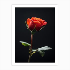 Single Red Rose Isolated On Black Background 6 Art Print