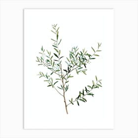 Vintage Myrtle Dahoon Branch Botanical Illustration on Pure White n.0419 Art Print