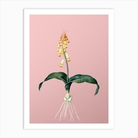 Vintage Watsonia Botanical on Soft Pink n.0231 Art Print