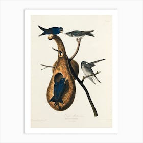 Purple Martin, Birds Of America, John James Audubon Art Print