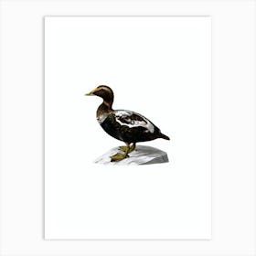 Vintage Eider Duck Bird Illustration on Pure White Art Print