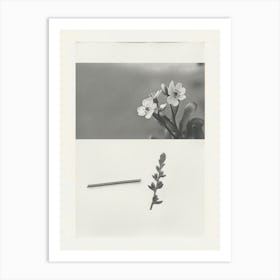 Forget Me Not Flower Photo Collage 1 Art Print