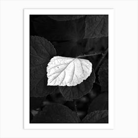 White Leaf BW Art Print
